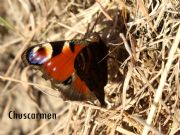 Inachis io- Pavo real